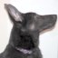 TOPCOP38's avatar - animal doggy2
