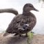 ducksafloat's avatar - animal duck