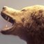 DAMDAM's avatar - animal bear.jpg