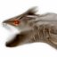 Rowen's avatar - animal eel.jpg