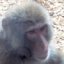 zk1299's avatar - animal monkey.jpg