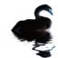 justabit's avatar - animal swan.jpg